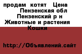 продам  котят › Цена ­ 3 500 - Пензенская обл., Пензенский р-н Животные и растения » Кошки   